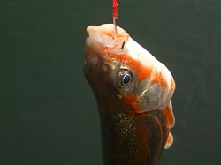 ヒットしたのは尺越えウグイ